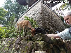 [P23] Insula Miyajima, Daisho-in Templu, caprioarele ne insotesc » foto by mprofeanu
 - 
<span class="allrVoted glyphicon glyphicon-heart hidden" id="av673857"></span>
<a class="m-l-10 hidden" id="sv673857" onclick="voting_Foto_DelVot(,673857,3821)" role="button">șterge vot <span class="glyphicon glyphicon-remove"></span></a>
<a id="v9673857" class=" c-red"  onclick="voting_Foto_SetVot(673857)" role="button"><span class="glyphicon glyphicon-heart-empty"></span> <b>LIKE</b> = Votează poza</a> <img class="hidden"  id="f673857W9" src="/imagini/loader.gif" border="0" /><span class="AjErrMes hidden" id="e673857ErM"></span>