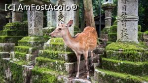 [P26] o caprioara ne-a iesit in drum » foto by mcnegoita
 - 
<span class="allrVoted glyphicon glyphicon-heart hidden" id="av1013371"></span>
<a class="m-l-10 hidden" id="sv1013371" onclick="voting_Foto_DelVot(,1013371,3821)" role="button">șterge vot <span class="glyphicon glyphicon-remove"></span></a>
<a id="v91013371" class=" c-red"  onclick="voting_Foto_SetVot(1013371)" role="button"><span class="glyphicon glyphicon-heart-empty"></span> <b>LIKE</b> = Votează poza</a> <img class="hidden"  id="f1013371W9" src="/imagini/loader.gif" border="0" /><span class="AjErrMes hidden" id="e1013371ErM"></span>