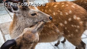 [P29] alte caprioare pupacioase » foto by mcnegoita
 - 
<span class="allrVoted glyphicon glyphicon-heart hidden" id="av1013374"></span>
<a class="m-l-10 hidden" id="sv1013374" onclick="voting_Foto_DelVot(,1013374,3821)" role="button">șterge vot <span class="glyphicon glyphicon-remove"></span></a>
<a id="v91013374" class=" c-red"  onclick="voting_Foto_SetVot(1013374)" role="button"><span class="glyphicon glyphicon-heart-empty"></span> <b>LIKE</b> = Votează poza</a> <img class="hidden"  id="f1013374W9" src="/imagini/loader.gif" border="0" /><span class="AjErrMes hidden" id="e1013374ErM"></span>