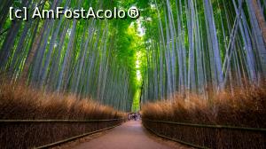 [P05] Bamboo forest » foto by mcnegoita
 - 
<span class="allrVoted glyphicon glyphicon-heart hidden" id="av1013011"></span>
<a class="m-l-10 hidden" id="sv1013011" onclick="voting_Foto_DelVot(,1013011,3821)" role="button">șterge vot <span class="glyphicon glyphicon-remove"></span></a>
<a id="v91013011" class=" c-red"  onclick="voting_Foto_SetVot(1013011)" role="button"><span class="glyphicon glyphicon-heart-empty"></span> <b>LIKE</b> = Votează poza</a> <img class="hidden"  id="f1013011W9" src="/imagini/loader.gif" border="0" /><span class="AjErrMes hidden" id="e1013011ErM"></span>