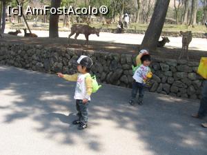 [P17] Parcul cu căprioare în Nara » foto by Michi
 - 
<span class="allrVoted glyphicon glyphicon-heart hidden" id="av1221753"></span>
<a class="m-l-10 hidden" id="sv1221753" onclick="voting_Foto_DelVot(,1221753,3821)" role="button">șterge vot <span class="glyphicon glyphicon-remove"></span></a>
<a id="v91221753" class=" c-red"  onclick="voting_Foto_SetVot(1221753)" role="button"><span class="glyphicon glyphicon-heart-empty"></span> <b>LIKE</b> = Votează poza</a> <img class="hidden"  id="f1221753W9" src="/imagini/loader.gif" border="0" /><span class="AjErrMes hidden" id="e1221753ErM"></span>