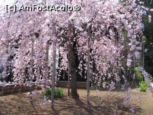 [P08] SAKURA înflorit » foto by Michi
 - 
<span class="allrVoted glyphicon glyphicon-heart hidden" id="av1221744"></span>
<a class="m-l-10 hidden" id="sv1221744" onclick="voting_Foto_DelVot(,1221744,3821)" role="button">șterge vot <span class="glyphicon glyphicon-remove"></span></a>
<a id="v91221744" class=" c-red"  onclick="voting_Foto_SetVot(1221744)" role="button"><span class="glyphicon glyphicon-heart-empty"></span> <b>LIKE</b> = Votează poza</a> <img class="hidden"  id="f1221744W9" src="/imagini/loader.gif" border="0" /><span class="AjErrMes hidden" id="e1221744ErM"></span>