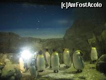 [P37] Pinguini in acvariul din Osaka » foto by Michi
 - 
<span class="allrVoted glyphicon glyphicon-heart hidden" id="av136098"></span>
<a class="m-l-10 hidden" id="sv136098" onclick="voting_Foto_DelVot(,136098,3821)" role="button">șterge vot <span class="glyphicon glyphicon-remove"></span></a>
<a id="v9136098" class=" c-red"  onclick="voting_Foto_SetVot(136098)" role="button"><span class="glyphicon glyphicon-heart-empty"></span> <b>LIKE</b> = Votează poza</a> <img class="hidden"  id="f136098W9" src="/imagini/loader.gif" border="0" /><span class="AjErrMes hidden" id="e136098ErM"></span>