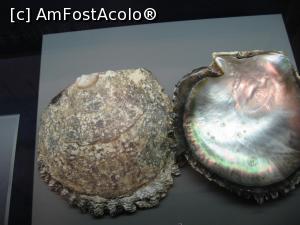 [P05] Cochilia de scoică în care creşte perla » foto by Michi
 - 
<span class="allrVoted glyphicon glyphicon-heart hidden" id="av1157014"></span>
<a class="m-l-10 hidden" id="sv1157014" onclick="voting_Foto_DelVot(,1157014,3821)" role="button">șterge vot <span class="glyphicon glyphicon-remove"></span></a>
<a id="v91157014" class=" c-red"  onclick="voting_Foto_SetVot(1157014)" role="button"><span class="glyphicon glyphicon-heart-empty"></span> <b>LIKE</b> = Votează poza</a> <img class="hidden"  id="f1157014W9" src="/imagini/loader.gif" border="0" /><span class="AjErrMes hidden" id="e1157014ErM"></span>