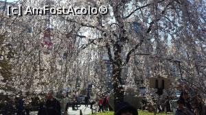 [P12] Weeping cherry, Tokyo » foto by Tesaria
 - 
<span class="allrVoted glyphicon glyphicon-heart hidden" id="av972461"></span>
<a class="m-l-10 hidden" id="sv972461" onclick="voting_Foto_DelVot(,972461,3821)" role="button">șterge vot <span class="glyphicon glyphicon-remove"></span></a>
<a id="v9972461" class=" c-red"  onclick="voting_Foto_SetVot(972461)" role="button"><span class="glyphicon glyphicon-heart-empty"></span> <b>LIKE</b> = Votează poza</a> <img class="hidden"  id="f972461W9" src="/imagini/loader.gif" border="0" /><span class="AjErrMes hidden" id="e972461ErM"></span>