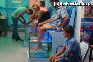 [P30] magazin cu acvarii cu pesti care te curata de pielea moarta in faliraki » foto by chucky31*
 - 
<span class="allrVoted glyphicon glyphicon-heart hidden" id="av464700"></span>
<a class="m-l-10 hidden" id="sv464700" onclick="voting_Foto_DelVot(,464700,3837)" role="button">șterge vot <span class="glyphicon glyphicon-remove"></span></a>
<a id="v9464700" class=" c-red"  onclick="voting_Foto_SetVot(464700)" role="button"><span class="glyphicon glyphicon-heart-empty"></span> <b>LIKE</b> = Votează poza</a> <img class="hidden"  id="f464700W9" src="/imagini/loader.gif" border="0" /><span class="AjErrMes hidden" id="e464700ErM"></span>