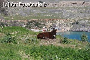 [P15] Insula Rodos, Lindos, Golful și Plaja Lindos pozate de la Biserica Sf. Dimitrie și un simpatic spectator » foto by mprofeanu
 - 
<span class="allrVoted glyphicon glyphicon-heart hidden" id="av1423799"></span>
<a class="m-l-10 hidden" id="sv1423799" onclick="voting_Foto_DelVot(,1423799,3837)" role="button">șterge vot <span class="glyphicon glyphicon-remove"></span></a>
<a id="v91423799" class=" c-red"  onclick="voting_Foto_SetVot(1423799)" role="button"><span class="glyphicon glyphicon-heart-empty"></span> <b>LIKE</b> = Votează poza</a> <img class="hidden"  id="f1423799W9" src="/imagini/loader.gif" border="0" /><span class="AjErrMes hidden" id="e1423799ErM"></span>