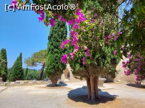 [P17] Atunci când chiparoșii se împletesc cu bouganvillea nu poate rezulta decât ceva frumos. » foto by maryka
 - 
<span class="allrVoted glyphicon glyphicon-heart hidden" id="av1313850"></span>
<a class="m-l-10 hidden" id="sv1313850" onclick="voting_Foto_DelVot(,1313850,3837)" role="button">șterge vot <span class="glyphicon glyphicon-remove"></span></a>
<a id="v91313850" class=" c-red"  onclick="voting_Foto_SetVot(1313850)" role="button"><span class="glyphicon glyphicon-heart-empty"></span> <b>LIKE</b> = Votează poza</a> <img class="hidden"  id="f1313850W9" src="/imagini/loader.gif" border="0" /><span class="AjErrMes hidden" id="e1313850ErM"></span>