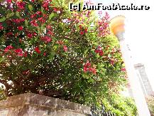 [P54] Flori de... Rodos.  » foto by maryka
 - 
<span class="allrVoted glyphicon glyphicon-heart hidden" id="av675560"></span>
<a class="m-l-10 hidden" id="sv675560" onclick="voting_Foto_DelVot(,675560,3837)" role="button">șterge vot <span class="glyphicon glyphicon-remove"></span></a>
<a id="v9675560" class=" c-red"  onclick="voting_Foto_SetVot(675560)" role="button"><span class="glyphicon glyphicon-heart-empty"></span> <b>LIKE</b> = Votează poza</a> <img class="hidden"  id="f675560W9" src="/imagini/loader.gif" border="0" /><span class="AjErrMes hidden" id="e675560ErM"></span>