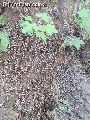 [P16] Valea Fluturilor, insula Rhodos » foto by vlado2
 - 
<span class="allrVoted glyphicon glyphicon-heart hidden" id="av1518419"></span>
<a class="m-l-10 hidden" id="sv1518419" onclick="voting_Foto_DelVot(,1518419,3837)" role="button">șterge vot <span class="glyphicon glyphicon-remove"></span></a>
<a id="v91518419" class=" c-red"  onclick="voting_Foto_SetVot(1518419)" role="button"><span class="glyphicon glyphicon-heart-empty"></span> <b>LIKE</b> = Votează poza</a> <img class="hidden"  id="f1518419W9" src="/imagini/loader.gif" border="0" /><span class="AjErrMes hidden" id="e1518419ErM"></span>