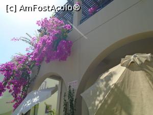 [P51] Nelipsita bougainvillea. » foto by Carmen Ion
 - 
<span class="allrVoted glyphicon glyphicon-heart hidden" id="av1199834"></span>
<a class="m-l-10 hidden" id="sv1199834" onclick="voting_Foto_DelVot(,1199834,3837)" role="button">șterge vot <span class="glyphicon glyphicon-remove"></span></a>
<a id="v91199834" class=" c-red"  onclick="voting_Foto_SetVot(1199834)" role="button"><span class="glyphicon glyphicon-heart-empty"></span> <b>LIKE</b> = Votează poza</a> <img class="hidden"  id="f1199834W9" src="/imagini/loader.gif" border="0" /><span class="AjErrMes hidden" id="e1199834ErM"></span>