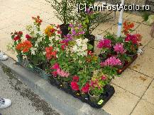 [P08] mini-gradina botanica din fata intrarii in cea reala - 15 leva ghiveciul » foto by valimi
 - 
<span class="allrVoted glyphicon glyphicon-heart hidden" id="av79127"></span>
<a class="m-l-10 hidden" id="sv79127" onclick="voting_Foto_DelVot(,79127,3839)" role="button">șterge vot <span class="glyphicon glyphicon-remove"></span></a>
<a id="v979127" class=" c-red"  onclick="voting_Foto_SetVot(79127)" role="button"><span class="glyphicon glyphicon-heart-empty"></span> <b>LIKE</b> = Votează poza</a> <img class="hidden"  id="f79127W9" src="/imagini/loader.gif" border="0" /><span class="AjErrMes hidden" id="e79127ErM"></span>