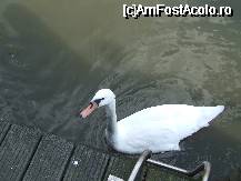 [P15] Amsterdam - lebede pe raul Amstel » foto by danoradea
 - 
<span class="allrVoted glyphicon glyphicon-heart hidden" id="av26781"></span>
<a class="m-l-10 hidden" id="sv26781" onclick="voting_Foto_DelVot(,26781,3845)" role="button">șterge vot <span class="glyphicon glyphicon-remove"></span></a>
<a id="v926781" class=" c-red"  onclick="voting_Foto_SetVot(26781)" role="button"><span class="glyphicon glyphicon-heart-empty"></span> <b>LIKE</b> = Votează poza</a> <img class="hidden"  id="f26781W9" src="/imagini/loader.gif" border="0" /><span class="AjErrMes hidden" id="e26781ErM"></span>
