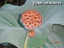 [P27]  -- <small>// FĂRĂ DESCRIERE</small> » foto by sunflower
 - 
<span class="allrVoted glyphicon glyphicon-heart hidden" id="av451105"></span>
<a class="m-l-10 hidden" id="sv451105" onclick="voting_Foto_DelVot(,451105,3846)" role="button">șterge vot <span class="glyphicon glyphicon-remove"></span></a>
<a id="v9451105" class=" c-red"  onclick="voting_Foto_SetVot(451105)" role="button"><span class="glyphicon glyphicon-heart-empty"></span> <b>LIKE</b> = Votează poza</a> <img class="hidden"  id="f451105W9" src="/imagini/loader.gif" border="0" /><span class="AjErrMes hidden" id="e451105ErM"></span>
