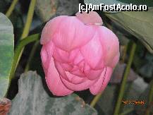 [P28]  -- <small>// FĂRĂ DESCRIERE</small> » foto by sunflower
 - 
<span class="allrVoted glyphicon glyphicon-heart hidden" id="av451117"></span>
<a class="m-l-10 hidden" id="sv451117" onclick="voting_Foto_DelVot(,451117,3846)" role="button">șterge vot <span class="glyphicon glyphicon-remove"></span></a>
<a id="v9451117" class=" c-red"  onclick="voting_Foto_SetVot(451117)" role="button"><span class="glyphicon glyphicon-heart-empty"></span> <b>LIKE</b> = Votează poza</a> <img class="hidden"  id="f451117W9" src="/imagini/loader.gif" border="0" /><span class="AjErrMes hidden" id="e451117ErM"></span>
