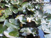 [P30] lacul cu nuferi albi » foto by a.sr*
 - 
<span class="allrVoted glyphicon glyphicon-heart hidden" id="av256293"></span>
<a class="m-l-10 hidden" id="sv256293" onclick="voting_Foto_DelVot(,256293,3846)" role="button">șterge vot <span class="glyphicon glyphicon-remove"></span></a>
<a id="v9256293" class=" c-red"  onclick="voting_Foto_SetVot(256293)" role="button"><span class="glyphicon glyphicon-heart-empty"></span> <b>LIKE</b> = Votează poza</a> <img class="hidden"  id="f256293W9" src="/imagini/loader.gif" border="0" /><span class="AjErrMes hidden" id="e256293ErM"></span>