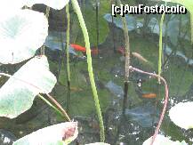 [P32] pestisorii aurii din lacurile cu lotusi » foto by a.sr*
 - 
<span class="allrVoted glyphicon glyphicon-heart hidden" id="av256295"></span>
<a class="m-l-10 hidden" id="sv256295" onclick="voting_Foto_DelVot(,256295,3846)" role="button">șterge vot <span class="glyphicon glyphicon-remove"></span></a>
<a id="v9256295" class=" c-red"  onclick="voting_Foto_SetVot(256295)" role="button"><span class="glyphicon glyphicon-heart-empty"></span> <b>LIKE</b> = Votează poza</a> <img class="hidden"  id="f256295W9" src="/imagini/loader.gif" border="0" /><span class="AjErrMes hidden" id="e256295ErM"></span>