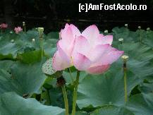 [P02] Baile Felix - floare de lotus » foto by presario
 - 
<span class="allrVoted glyphicon glyphicon-heart hidden" id="av113372"></span>
<a class="m-l-10 hidden" id="sv113372" onclick="voting_Foto_DelVot(,113372,3846)" role="button">șterge vot <span class="glyphicon glyphicon-remove"></span></a>
<a id="v9113372" class=" c-red"  onclick="voting_Foto_SetVot(113372)" role="button"><span class="glyphicon glyphicon-heart-empty"></span> <b>LIKE</b> = Votează poza</a> <img class="hidden"  id="f113372W9" src="/imagini/loader.gif" border="0" /><span class="AjErrMes hidden" id="e113372ErM"></span>