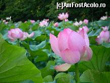 [P03] Baile Felix - flori de lotus » foto by presario
 - 
<span class="allrVoted glyphicon glyphicon-heart hidden" id="av113373"></span>
<a class="m-l-10 hidden" id="sv113373" onclick="voting_Foto_DelVot(,113373,3846)" role="button">șterge vot <span class="glyphicon glyphicon-remove"></span></a>
<a id="v9113373" class=" c-red"  onclick="voting_Foto_SetVot(113373)" role="button"><span class="glyphicon glyphicon-heart-empty"></span> <b>LIKE</b> = Votează poza</a> <img class="hidden"  id="f113373W9" src="/imagini/loader.gif" border="0" /><span class="AjErrMes hidden" id="e113373ErM"></span>