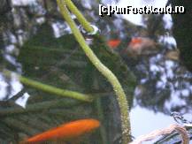 [P06] Baile Felix - pesti rosii in lacul cu nuferi. » foto by presario
 - 
<span class="allrVoted glyphicon glyphicon-heart hidden" id="av113376"></span>
<a class="m-l-10 hidden" id="sv113376" onclick="voting_Foto_DelVot(,113376,3846)" role="button">șterge vot <span class="glyphicon glyphicon-remove"></span></a>
<a id="v9113376" class=" c-red"  onclick="voting_Foto_SetVot(113376)" role="button"><span class="glyphicon glyphicon-heart-empty"></span> <b>LIKE</b> = Votează poza</a> <img class="hidden"  id="f113376W9" src="/imagini/loader.gif" border="0" /><span class="AjErrMes hidden" id="e113376ErM"></span>