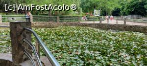 [P35] 35. Lacul cu nuferi este altceva decât ce am întâlnit eu în tinerețe. » foto by msnd
 - 
<span class="allrVoted glyphicon glyphicon-heart hidden" id="av1302989"></span>
<a class="m-l-10 hidden" id="sv1302989" onclick="voting_Foto_DelVot(,1302989,3846)" role="button">șterge vot <span class="glyphicon glyphicon-remove"></span></a>
<a id="v91302989" class=" c-red"  onclick="voting_Foto_SetVot(1302989)" role="button"><span class="glyphicon glyphicon-heart-empty"></span> <b>LIKE</b> = Votează poza</a> <img class="hidden"  id="f1302989W9" src="/imagini/loader.gif" border="0" /><span class="AjErrMes hidden" id="e1302989ErM"></span>