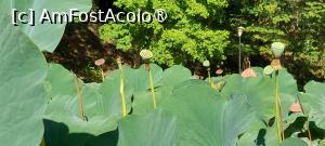 [P12] 12. Am ajuns cam târziu ca să le mai admir florile. Acum este sezonul semințelor. » foto by msnd
 - 
<span class="allrVoted glyphicon glyphicon-heart hidden" id="av1390853"></span>
<a class="m-l-10 hidden" id="sv1390853" onclick="voting_Foto_DelVot(,1390853,3846)" role="button">șterge vot <span class="glyphicon glyphicon-remove"></span></a>
<a id="v91390853" class=" c-red"  onclick="voting_Foto_SetVot(1390853)" role="button"><span class="glyphicon glyphicon-heart-empty"></span> <b>LIKE</b> = Votează poza</a> <img class="hidden"  id="f1390853W9" src="/imagini/loader.gif" border="0" /><span class="AjErrMes hidden" id="e1390853ErM"></span>