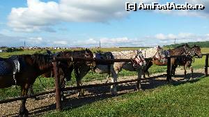[P03] Baza hipica Il Cavallino - Baile Felix » foto by Chloe
 - 
<span class="allrVoted glyphicon glyphicon-heart hidden" id="av630078"></span>
<a class="m-l-10 hidden" id="sv630078" onclick="voting_Foto_DelVot(,630078,3846)" role="button">șterge vot <span class="glyphicon glyphicon-remove"></span></a>
<a id="v9630078" class=" c-red"  onclick="voting_Foto_SetVot(630078)" role="button"><span class="glyphicon glyphicon-heart-empty"></span> <b>LIKE</b> = Votează poza</a> <img class="hidden"  id="f630078W9" src="/imagini/loader.gif" border="0" /><span class="AjErrMes hidden" id="e630078ErM"></span>