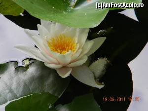 [P01] Băile Felix - în lacul din centrul staţiunii există nuferi albi aduşi din Băile 1 Mai.  » foto by bogumil
 - 
<span class="allrVoted glyphicon glyphicon-heart hidden" id="av671072"></span>
<a class="m-l-10 hidden" id="sv671072" onclick="voting_Foto_DelVot(,671072,3846)" role="button">șterge vot <span class="glyphicon glyphicon-remove"></span></a>
<a id="v9671072" class=" c-red"  onclick="voting_Foto_SetVot(671072)" role="button"><span class="glyphicon glyphicon-heart-empty"></span> <b>LIKE</b> = Votează poza</a> <img class="hidden"  id="f671072W9" src="/imagini/loader.gif" border="0" /><span class="AjErrMes hidden" id="e671072ErM"></span>