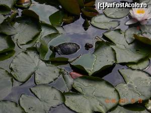 [P19] Broscuţele din lacul amplasat în parcul central al staţiunii Băile Felix.  » foto by bogumil
 - 
<span class="allrVoted glyphicon glyphicon-heart hidden" id="av671094"></span>
<a class="m-l-10 hidden" id="sv671094" onclick="voting_Foto_DelVot(,671094,3846)" role="button">șterge vot <span class="glyphicon glyphicon-remove"></span></a>
<a id="v9671094" class=" c-red"  onclick="voting_Foto_SetVot(671094)" role="button"><span class="glyphicon glyphicon-heart-empty"></span> <b>LIKE</b> = Votează poza</a> <img class="hidden"  id="f671094W9" src="/imagini/loader.gif" border="0" /><span class="AjErrMes hidden" id="e671094ErM"></span>