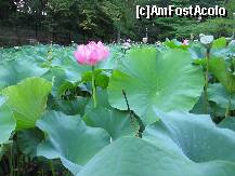 [P01] lotusi » foto by bianca17
 - 
<span class="allrVoted glyphicon glyphicon-heart hidden" id="av202047"></span>
<a class="m-l-10 hidden" id="sv202047" onclick="voting_Foto_DelVot(,202047,3846)" role="button">șterge vot <span class="glyphicon glyphicon-remove"></span></a>
<a id="v9202047" class=" c-red"  onclick="voting_Foto_SetVot(202047)" role="button"><span class="glyphicon glyphicon-heart-empty"></span> <b>LIKE</b> = Votează poza</a> <img class="hidden"  id="f202047W9" src="/imagini/loader.gif" border="0" /><span class="AjErrMes hidden" id="e202047ErM"></span>