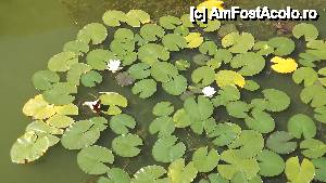 [P07] Nuferi pe lacul din cetate » foto by Nicu Teusdea
 - 
<span class="allrVoted glyphicon glyphicon-heart hidden" id="av480030"></span>
<a class="m-l-10 hidden" id="sv480030" onclick="voting_Foto_DelVot(,480030,3848)" role="button">șterge vot <span class="glyphicon glyphicon-remove"></span></a>
<a id="v9480030" class=" c-red"  onclick="voting_Foto_SetVot(480030)" role="button"><span class="glyphicon glyphicon-heart-empty"></span> <b>LIKE</b> = Votează poza</a> <img class="hidden"  id="f480030W9" src="/imagini/loader.gif" border="0" /><span class="AjErrMes hidden" id="e480030ErM"></span>