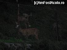 [P03] caprioarele care dadeau tarcoale complexului. Poza cam neclara.. era deja seara tarziu » foto by molko*
 - 
<span class="allrVoted glyphicon glyphicon-heart hidden" id="av26919"></span>
<a class="m-l-10 hidden" id="sv26919" onclick="voting_Foto_DelVot(,26919,3853)" role="button">șterge vot <span class="glyphicon glyphicon-remove"></span></a>
<a id="v926919" class=" c-red"  onclick="voting_Foto_SetVot(26919)" role="button"><span class="glyphicon glyphicon-heart-empty"></span> <b>LIKE</b> = Votează poza</a> <img class="hidden"  id="f26919W9" src="/imagini/loader.gif" border="0" /><span class="AjErrMes hidden" id="e26919ErM"></span>