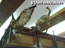 [P14] Pasul Tihuta - Hotel Castel Dracula - pasari cu prada in cioc » foto by biancuta
 - 
<span class="allrVoted glyphicon glyphicon-heart hidden" id="av172941"></span>
<a class="m-l-10 hidden" id="sv172941" onclick="voting_Foto_DelVot(,172941,3870)" role="button">șterge vot <span class="glyphicon glyphicon-remove"></span></a>
<a id="v9172941" class=" c-red"  onclick="voting_Foto_SetVot(172941)" role="button"><span class="glyphicon glyphicon-heart-empty"></span> <b>LIKE</b> = Votează poza</a> <img class="hidden"  id="f172941W9" src="/imagini/loader.gif" border="0" /><span class="AjErrMes hidden" id="e172941ErM"></span>