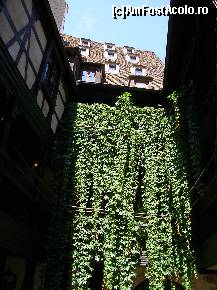 [P58] Strasbourg. Muzeul Alsacian - 'perete' de verdeaţă.  » foto by doina_c24
 - 
<span class="allrVoted glyphicon glyphicon-heart hidden" id="av392354"></span>
<a class="m-l-10 hidden" id="sv392354" onclick="voting_Foto_DelVot(,392354,3883)" role="button">șterge vot <span class="glyphicon glyphicon-remove"></span></a>
<a id="v9392354" class=" c-red"  onclick="voting_Foto_SetVot(392354)" role="button"><span class="glyphicon glyphicon-heart-empty"></span> <b>LIKE</b> = Votează poza</a> <img class="hidden"  id="f392354W9" src="/imagini/loader.gif" border="0" /><span class="AjErrMes hidden" id="e392354ErM"></span>