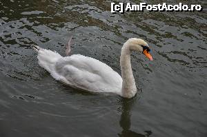 [P50] Lebada pe raul Ill » foto by Muffin2009*
 - 
<span class="allrVoted glyphicon glyphicon-heart hidden" id="av485931"></span>
<a class="m-l-10 hidden" id="sv485931" onclick="voting_Foto_DelVot(,485931,3883)" role="button">șterge vot <span class="glyphicon glyphicon-remove"></span></a>
<a id="v9485931" class=" c-red"  onclick="voting_Foto_SetVot(485931)" role="button"><span class="glyphicon glyphicon-heart-empty"></span> <b>LIKE</b> = Votează poza</a> <img class="hidden"  id="f485931W9" src="/imagini/loader.gif" border="0" /><span class="AjErrMes hidden" id="e485931ErM"></span>