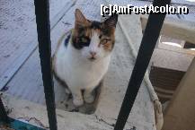 [P15] pisica din capri 1 » foto by chucky31*
 - 
<span class="allrVoted glyphicon glyphicon-heart hidden" id="av397668"></span>
<a class="m-l-10 hidden" id="sv397668" onclick="voting_Foto_DelVot(,397668,3887)" role="button">șterge vot <span class="glyphicon glyphicon-remove"></span></a>
<a id="v9397668" class=" c-red"  onclick="voting_Foto_SetVot(397668)" role="button"><span class="glyphicon glyphicon-heart-empty"></span> <b>LIKE</b> = Votează poza</a> <img class="hidden"  id="f397668W9" src="/imagini/loader.gif" border="0" /><span class="AjErrMes hidden" id="e397668ErM"></span>