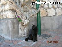 [P36] Copac cu floare, pardoseli din caramida arsa si pisica » foto by mcosmin
 - 
<span class="allrVoted glyphicon glyphicon-heart hidden" id="av28572"></span>
<a class="m-l-10 hidden" id="sv28572" onclick="voting_Foto_DelVot(,28572,3887)" role="button">șterge vot <span class="glyphicon glyphicon-remove"></span></a>
<a id="v928572" class=" c-red"  onclick="voting_Foto_SetVot(28572)" role="button"><span class="glyphicon glyphicon-heart-empty"></span> <b>LIKE</b> = Votează poza</a> <img class="hidden"  id="f28572W9" src="/imagini/loader.gif" border="0" /><span class="AjErrMes hidden" id="e28572ErM"></span>