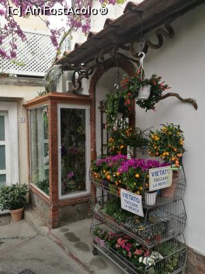 [P11] Florărie în Capri » foto by crismis
 - 
<span class="allrVoted glyphicon glyphicon-heart hidden" id="av963847"></span>
<a class="m-l-10 hidden" id="sv963847" onclick="voting_Foto_DelVot(,963847,3887)" role="button">șterge vot <span class="glyphicon glyphicon-remove"></span></a>
<a id="v9963847" class=" c-red"  onclick="voting_Foto_SetVot(963847)" role="button"><span class="glyphicon glyphicon-heart-empty"></span> <b>LIKE</b> = Votează poza</a> <img class="hidden"  id="f963847W9" src="/imagini/loader.gif" border="0" /><span class="AjErrMes hidden" id="e963847ErM"></span>