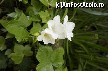 [P25] Gradina vilei » foto by grigo*
 - 
<span class="allrVoted glyphicon glyphicon-heart hidden" id="av419133"></span>
<a class="m-l-10 hidden" id="sv419133" onclick="voting_Foto_DelVot(,419133,3887)" role="button">șterge vot <span class="glyphicon glyphicon-remove"></span></a>
<a id="v9419133" class=" c-red"  onclick="voting_Foto_SetVot(419133)" role="button"><span class="glyphicon glyphicon-heart-empty"></span> <b>LIKE</b> = Votează poza</a> <img class="hidden"  id="f419133W9" src="/imagini/loader.gif" border="0" /><span class="AjErrMes hidden" id="e419133ErM"></span>