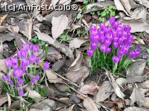[P45] Pâlcuri de brândușe proaspete în curtea unui vechi azil » foto by crismis
 - 
<span class="allrVoted glyphicon glyphicon-heart hidden" id="av1064806"></span>
<a class="m-l-10 hidden" id="sv1064806" onclick="voting_Foto_DelVot(,1064806,3901)" role="button">șterge vot <span class="glyphicon glyphicon-remove"></span></a>
<a id="v91064806" class=" c-red"  onclick="voting_Foto_SetVot(1064806)" role="button"><span class="glyphicon glyphicon-heart-empty"></span> <b>LIKE</b> = Votează poza</a> <img class="hidden"  id="f1064806W9" src="/imagini/loader.gif" border="0" /><span class="AjErrMes hidden" id="e1064806ErM"></span>