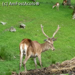 [P14] cerbul comun » foto by geani anto
 - 
<span class="allrVoted glyphicon glyphicon-heart hidden" id="av1171968"></span>
<a class="m-l-10 hidden" id="sv1171968" onclick="voting_Foto_DelVot(,1171968,3917)" role="button">șterge vot <span class="glyphicon glyphicon-remove"></span></a>
<a id="v91171968" class=" c-red"  onclick="voting_Foto_SetVot(1171968)" role="button"><span class="glyphicon glyphicon-heart-empty"></span> <b>LIKE</b> = Votează poza</a> <img class="hidden"  id="f1171968W9" src="/imagini/loader.gif" border="0" /><span class="AjErrMes hidden" id="e1171968ErM"></span>