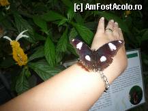 [P19] Fluturii prietenosi se asezau si pe noi » foto by cryss27
 - 
<span class="allrVoted glyphicon glyphicon-heart hidden" id="av288938"></span>
<a class="m-l-10 hidden" id="sv288938" onclick="voting_Foto_DelVot(,288938,3920)" role="button">șterge vot <span class="glyphicon glyphicon-remove"></span></a>
<a id="v9288938" class=" c-red"  onclick="voting_Foto_SetVot(288938)" role="button"><span class="glyphicon glyphicon-heart-empty"></span> <b>LIKE</b> = Votează poza</a> <img class="hidden"  id="f288938W9" src="/imagini/loader.gif" border="0" /><span class="AjErrMes hidden" id="e288938ErM"></span>