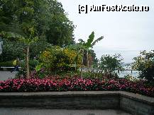 [P08] Pe insula Mainau » foto by cryss27
 - 
<span class="allrVoted glyphicon glyphicon-heart hidden" id="av288927"></span>
<a class="m-l-10 hidden" id="sv288927" onclick="voting_Foto_DelVot(,288927,3920)" role="button">șterge vot <span class="glyphicon glyphicon-remove"></span></a>
<a id="v9288927" class=" c-red"  onclick="voting_Foto_SetVot(288927)" role="button"><span class="glyphicon glyphicon-heart-empty"></span> <b>LIKE</b> = Votează poza</a> <img class="hidden"  id="f288927W9" src="/imagini/loader.gif" border="0" /><span class="AjErrMes hidden" id="e288927ErM"></span>