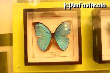 [P13] Un exemplu de nanoparticule- pigmentul de pe aripile fluturilor » foto by liviadavidescu
 - 
<span class="allrVoted glyphicon glyphicon-heart hidden" id="av263130"></span>
<a class="m-l-10 hidden" id="sv263130" onclick="voting_Foto_DelVot(,263130,3925)" role="button">șterge vot <span class="glyphicon glyphicon-remove"></span></a>
<a id="v9263130" class=" c-red"  onclick="voting_Foto_SetVot(263130)" role="button"><span class="glyphicon glyphicon-heart-empty"></span> <b>LIKE</b> = Votează poza</a> <img class="hidden"  id="f263130W9" src="/imagini/loader.gif" border="0" /><span class="AjErrMes hidden" id="e263130ErM"></span>