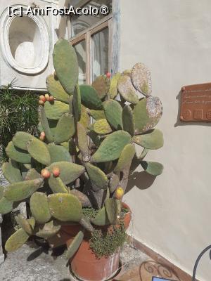 [P30] Grădinile Minerva - un frumos ficus » foto by Mitica49
 - 
<span class="allrVoted glyphicon glyphicon-heart hidden" id="av1475870"></span>
<a class="m-l-10 hidden" id="sv1475870" onclick="voting_Foto_DelVot(,1475870,3926)" role="button">șterge vot <span class="glyphicon glyphicon-remove"></span></a>
<a id="v91475870" class=" c-red"  onclick="voting_Foto_SetVot(1475870)" role="button"><span class="glyphicon glyphicon-heart-empty"></span> <b>LIKE</b> = Votează poza</a> <img class="hidden"  id="f1475870W9" src="/imagini/loader.gif" border="0" /><span class="AjErrMes hidden" id="e1475870ErM"></span>