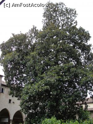 [P10] Curtea interioară a Catedralei Sf. Anton - o magnolie imensă » foto by RoxanaGRS
 - 
<span class="allrVoted glyphicon glyphicon-heart hidden" id="av992496"></span>
<a class="m-l-10 hidden" id="sv992496" onclick="voting_Foto_DelVot(,992496,3933)" role="button">șterge vot <span class="glyphicon glyphicon-remove"></span></a>
<a id="v9992496" class=" c-red"  onclick="voting_Foto_SetVot(992496)" role="button"><span class="glyphicon glyphicon-heart-empty"></span> <b>LIKE</b> = Votează poza</a> <img class="hidden"  id="f992496W9" src="/imagini/loader.gif" border="0" /><span class="AjErrMes hidden" id="e992496ErM"></span>