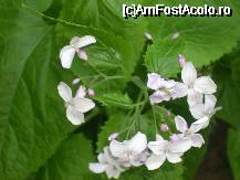 [P17] Flori ..la munte. » foto by georgiana
 - 
<span class="allrVoted glyphicon glyphicon-heart hidden" id="av28377"></span>
<a class="m-l-10 hidden" id="sv28377" onclick="voting_Foto_DelVot(,28377,3939)" role="button">șterge vot <span class="glyphicon glyphicon-remove"></span></a>
<a id="v928377" class=" c-red"  onclick="voting_Foto_SetVot(28377)" role="button"><span class="glyphicon glyphicon-heart-empty"></span> <b>LIKE</b> = Votează poza</a> <img class="hidden"  id="f28377W9" src="/imagini/loader.gif" border="0" /><span class="AjErrMes hidden" id="e28377ErM"></span>