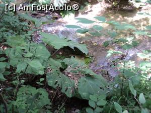 [P01] Pe marginea apei, brusturi cat o umbrela » foto by adrianaglogo
 - 
<span class="allrVoted glyphicon glyphicon-heart hidden" id="av770789"></span>
<a class="m-l-10 hidden" id="sv770789" onclick="voting_Foto_DelVot(,770789,3939)" role="button">șterge vot <span class="glyphicon glyphicon-remove"></span></a>
<a id="v9770789" class=" c-red"  onclick="voting_Foto_SetVot(770789)" role="button"><span class="glyphicon glyphicon-heart-empty"></span> <b>LIKE</b> = Votează poza</a> <img class="hidden"  id="f770789W9" src="/imagini/loader.gif" border="0" /><span class="AjErrMes hidden" id="e770789ErM"></span>