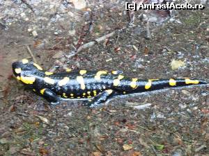[P01] Salamandra pe Ogasul Porcului » foto by Testosu'
 - 
<span class="allrVoted glyphicon glyphicon-heart hidden" id="av518799"></span>
<a class="m-l-10 hidden" id="sv518799" onclick="voting_Foto_DelVot(,518799,3939)" role="button">șterge vot <span class="glyphicon glyphicon-remove"></span></a>
<a id="v9518799" class=" c-red"  onclick="voting_Foto_SetVot(518799)" role="button"><span class="glyphicon glyphicon-heart-empty"></span> <b>LIKE</b> = Votează poza</a> <img class="hidden"  id="f518799W9" src="/imagini/loader.gif" border="0" /><span class="AjErrMes hidden" id="e518799ErM"></span>