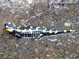 [P34] Salamandra la apa! :)  » foto by Testosu'
 - 
<span class="allrVoted glyphicon glyphicon-heart hidden" id="av618012"></span>
<a class="m-l-10 hidden" id="sv618012" onclick="voting_Foto_DelVot(,618012,3939)" role="button">șterge vot <span class="glyphicon glyphicon-remove"></span></a>
<a id="v9618012" class=" c-red"  onclick="voting_Foto_SetVot(618012)" role="button"><span class="glyphicon glyphicon-heart-empty"></span> <b>LIKE</b> = Votează poza</a> <img class="hidden"  id="f618012W9" src="/imagini/loader.gif" border="0" /><span class="AjErrMes hidden" id="e618012ErM"></span>